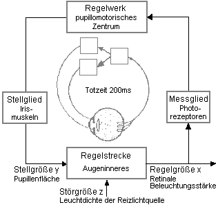 Regelkreis Pupille